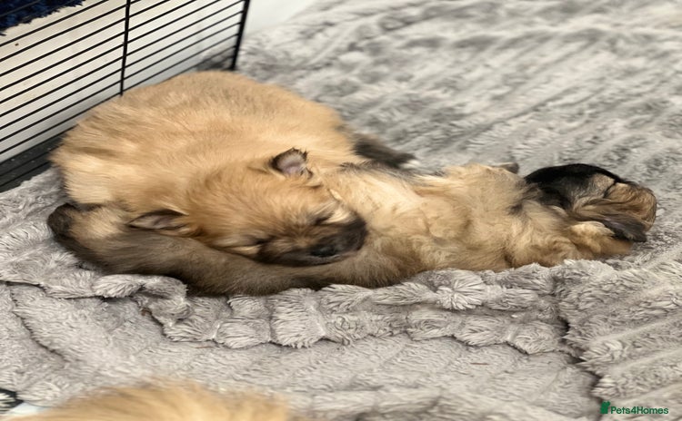 Pomeranian dogs READY 23RD December Pomeranian Puppy’s  - Advert 13