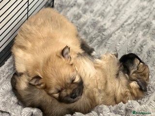 Pomeranian dogs READY 23RD December Pomeranian Puppy’s - Advert 6