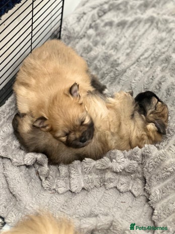 Pomeranian dogs READY 23RD December Pomeranian Puppy’s - Advert 13