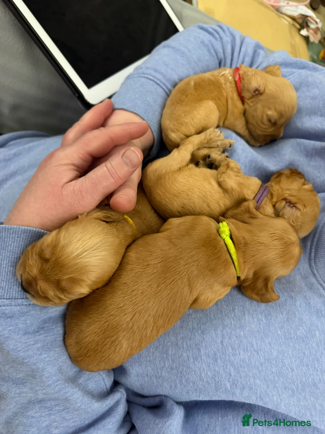 Cocker Spaniel dogs for sale: Golden cocker Spaniels in Neston - Advert 1