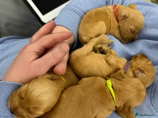 Cocker Spaniel dogs Golden cocker Spaniels - Advert 1