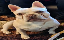 French Bulldog dogs for sale:  Platinum French Bulldog pup - Image 6