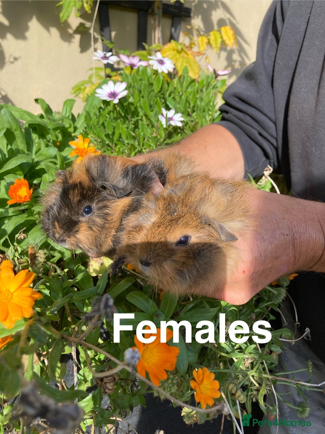 Guinea Pig rodents for sale: Guinea Pig Babies for Sale - Image 6