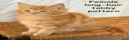 Mixed Breed cats for sale: Ginger kittens in Middlesbrough - Advert 12