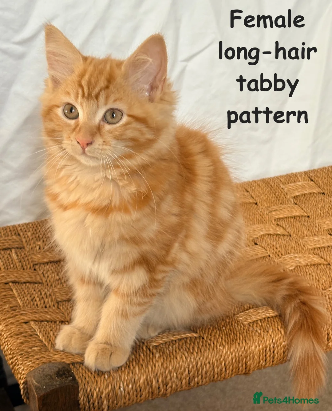Mixed Breed cats for sale: Ginger kittens in Middlesbrough - Advert 12