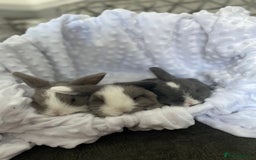 Mini Lop rabbits for sale: Mini lop kits  - Image 7