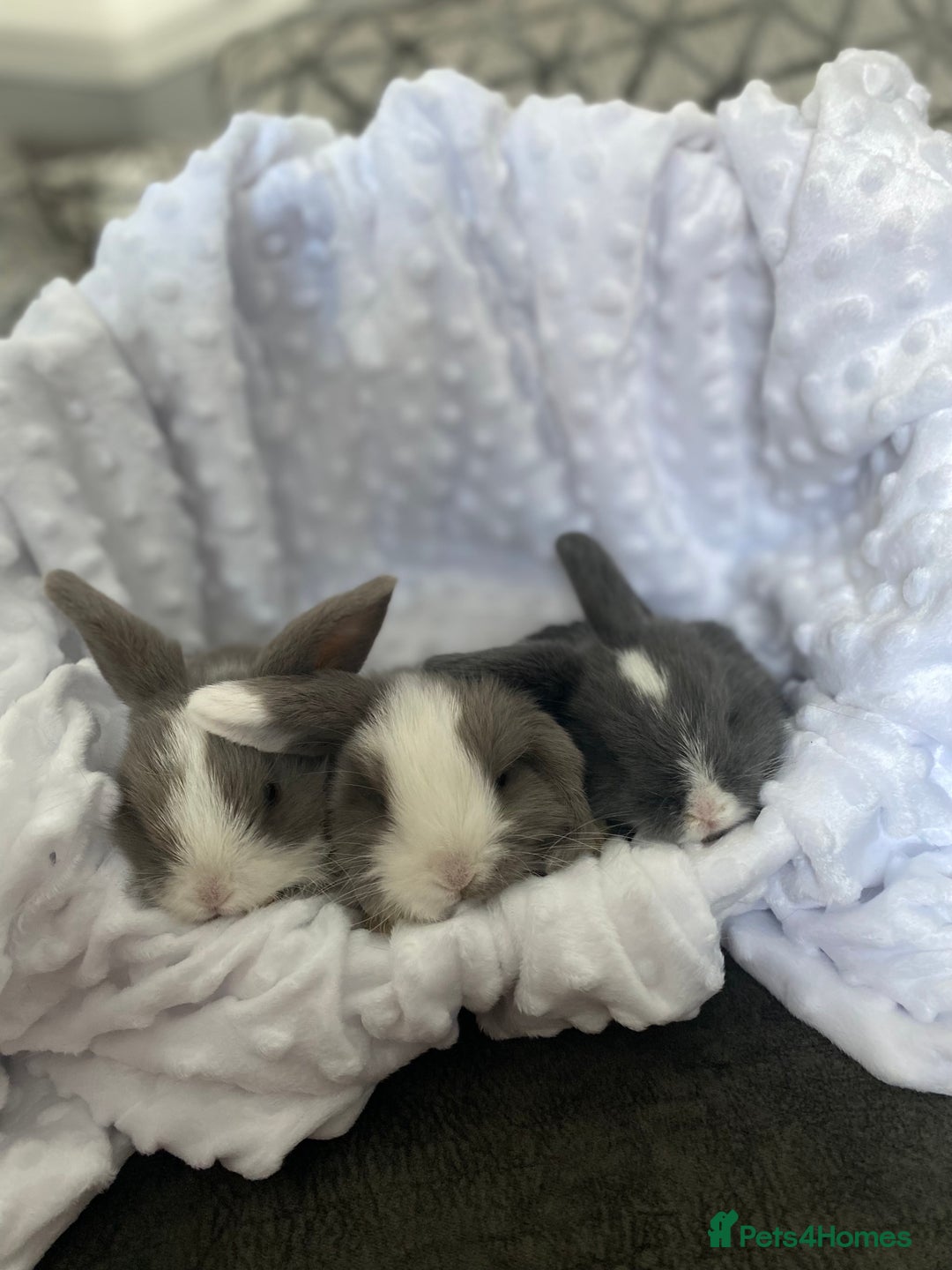 Mini Lop rabbits for sale: Mini lop kits  - Image 7