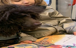 Cavapoo dogs for sale: 🐩 Stunning Chocolate KC Poodle – Lorde– 🐩 - Image 9