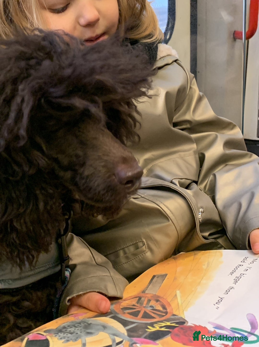 Cavapoo dogs for sale: 🐩 Stunning Chocolate KC Poodle – Lorde– 🐩 - Image 9