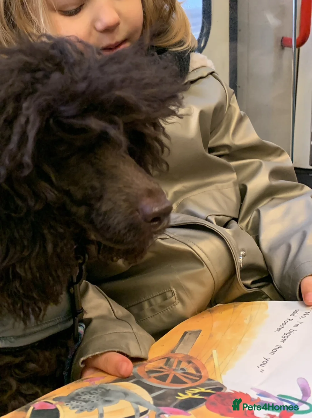 Cavapoo dogs for sale: 🐩 Stunning Chocolate mini KC Poodle – Lorde– 🐩 - Advert 7