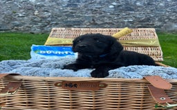 Labradoodle dogs for sale: 🐶 Adorable Labradoodle Puppies for Sale! 🐶 - Image 6