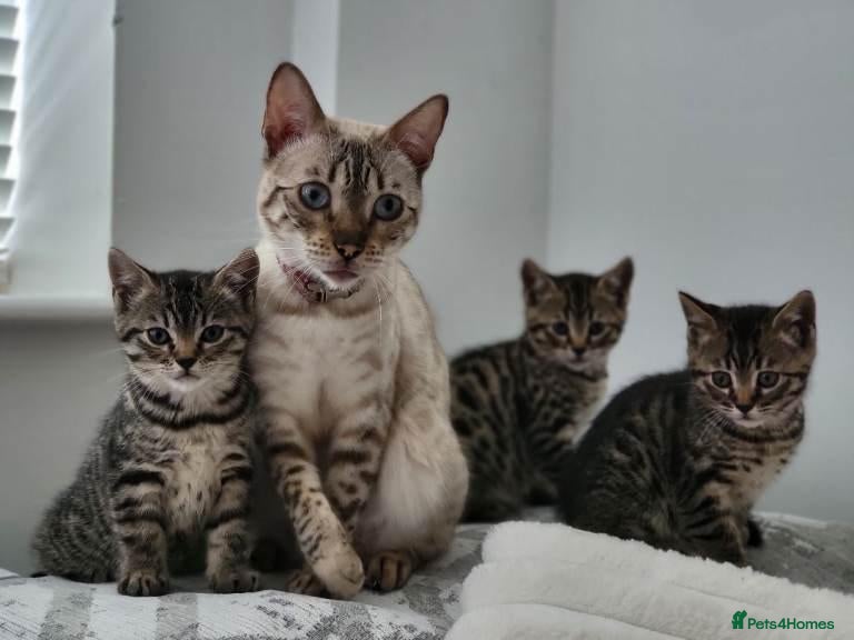 Bengal cats Beautiful Bengal Kittens - Advert 7