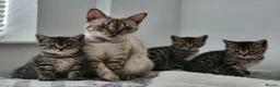 Bengal cats for sale: Beautiful Bengal Kittens in Leeds - Advert 1