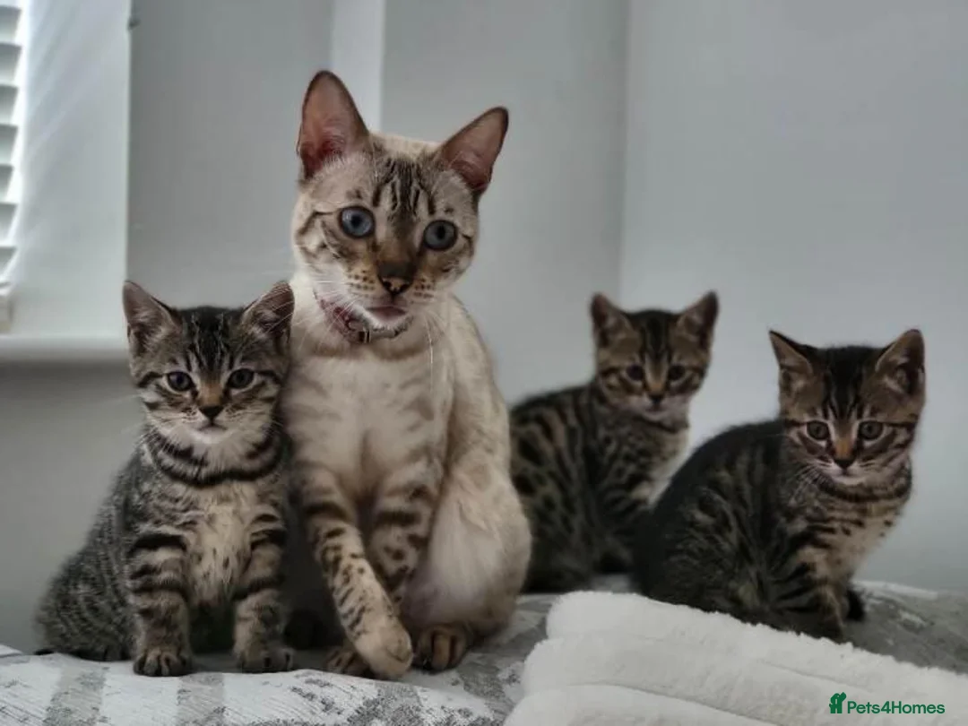 Bengal cats for sale: Beautiful Bengal Kittens in Leeds - Advert 1