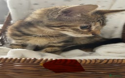 Bengal cats for sale: Bengal kittens ready now - Image 11