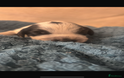 Sprocker dogs for sale: Sprocker spaniel pure bred puppies - Image 5