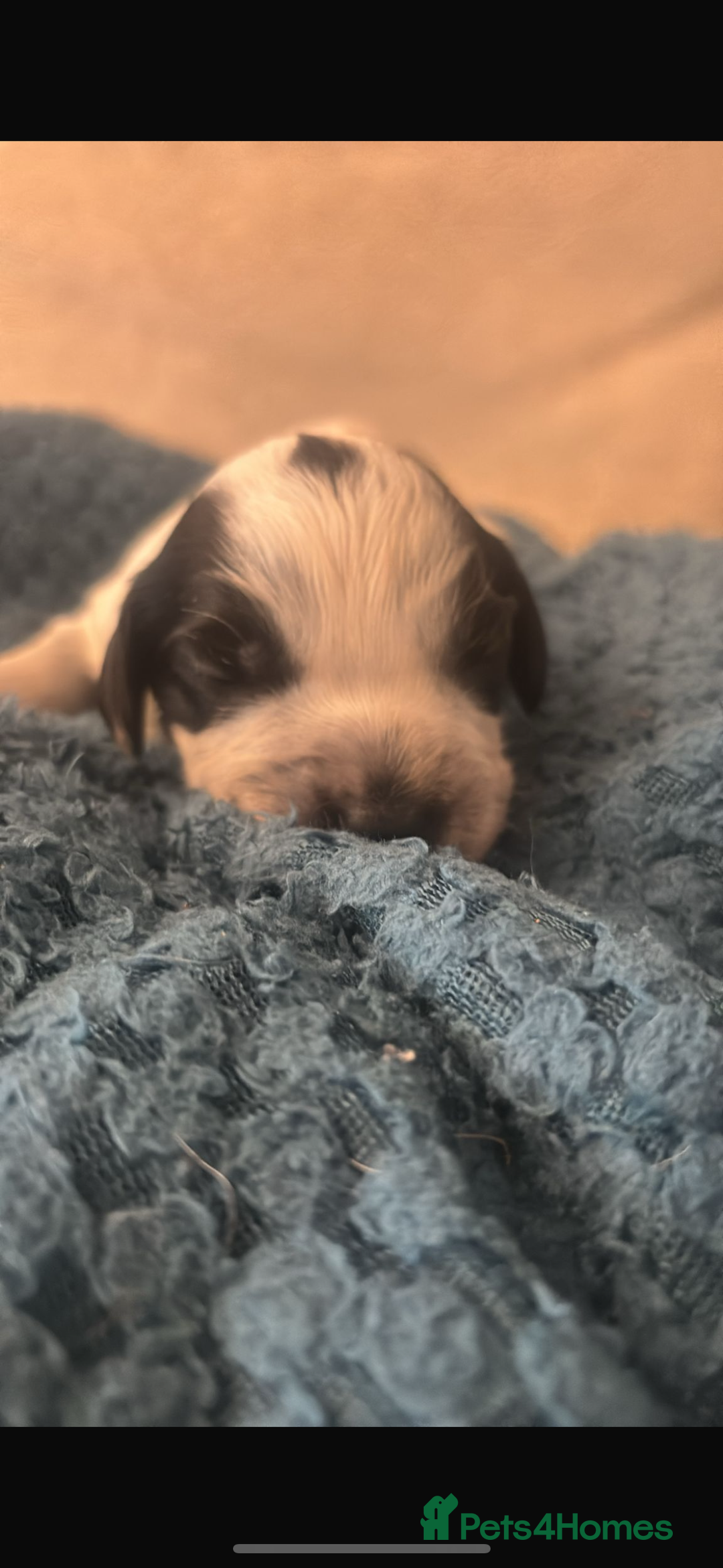 Sprocker dogs for sale: Sprocker spaniel pure bred puppies - Image 5