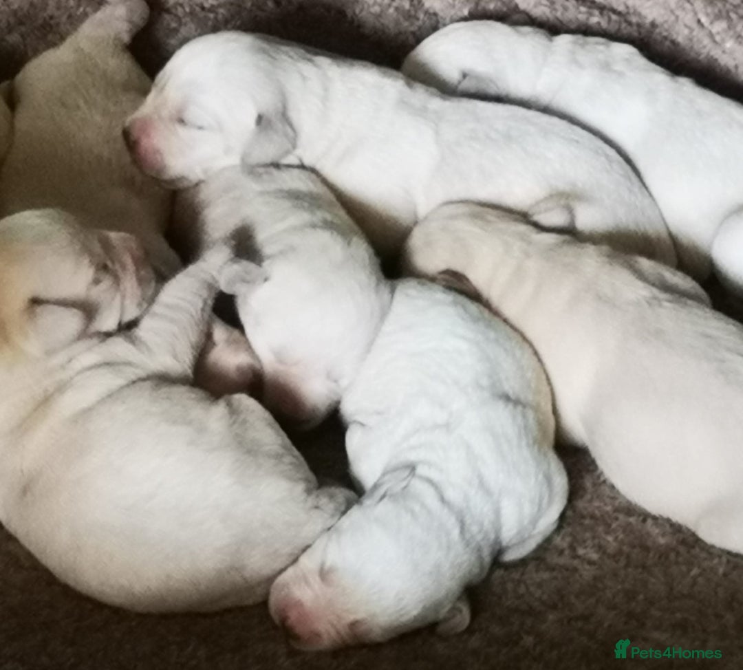Labrador Retriever dogs for sale:  Beautiful, bouncing Pedigree Pups - Image 4