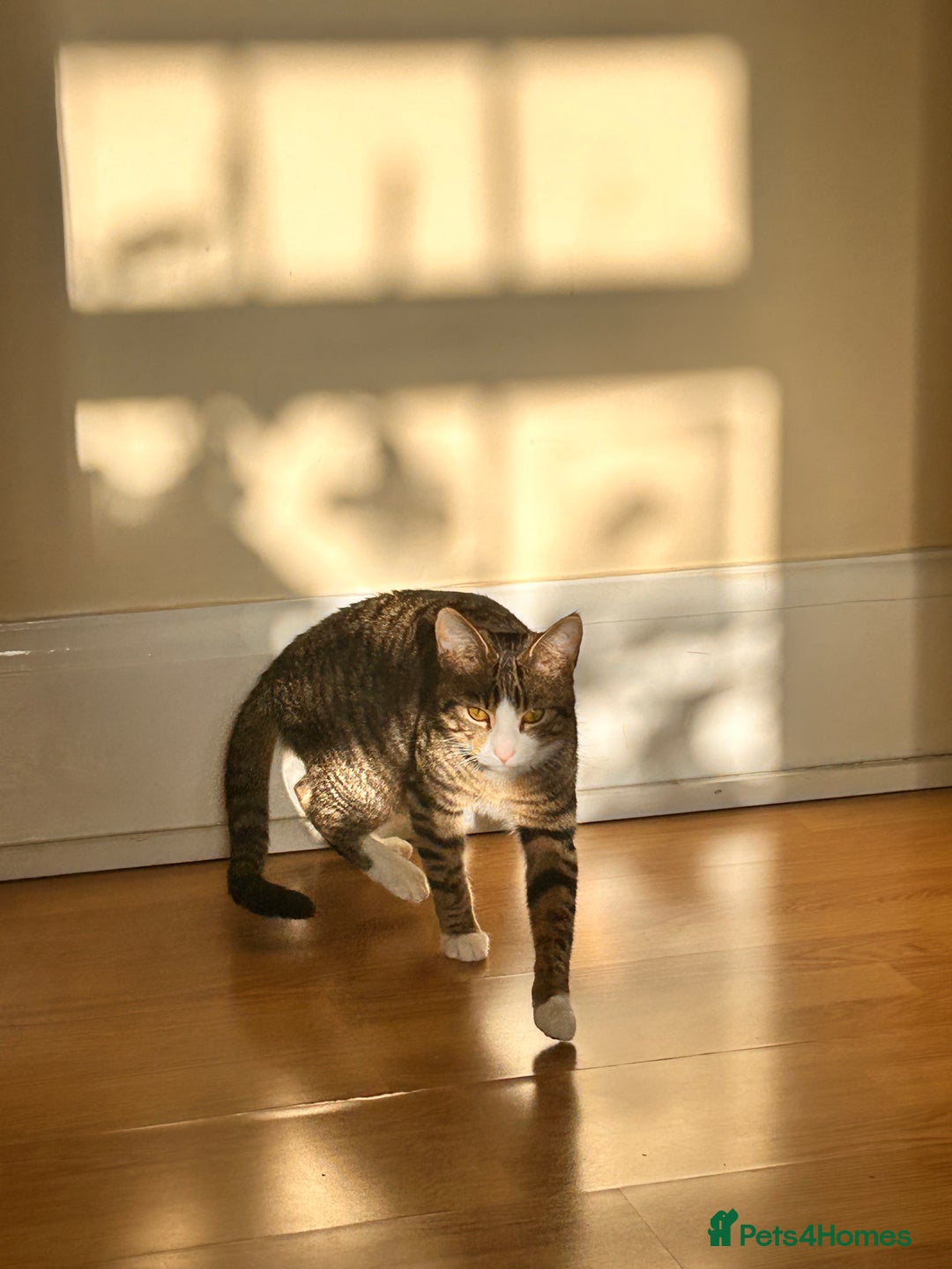 Mixed Breed cats for sale: Two 1 year old cats for sale  - Advert 8