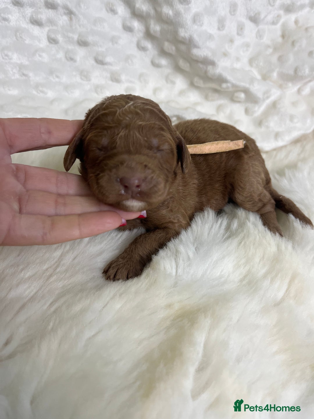 Goldendoodle dogs for sale: multigenerational Australian Golden doubledoodles - Image 21