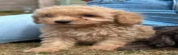 Cavapoo dogs for sale: 3 stunning F1b cavapoos  - Advert 10