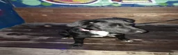 Staffordshire Bull Terrier dogs for sale: Gorgeous mayeh  - Advert 11