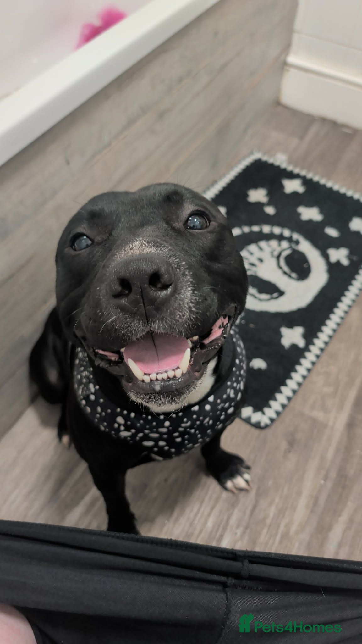 Staffordshire Bull Terrier dogs 2 Year old Bam  - Advert 9