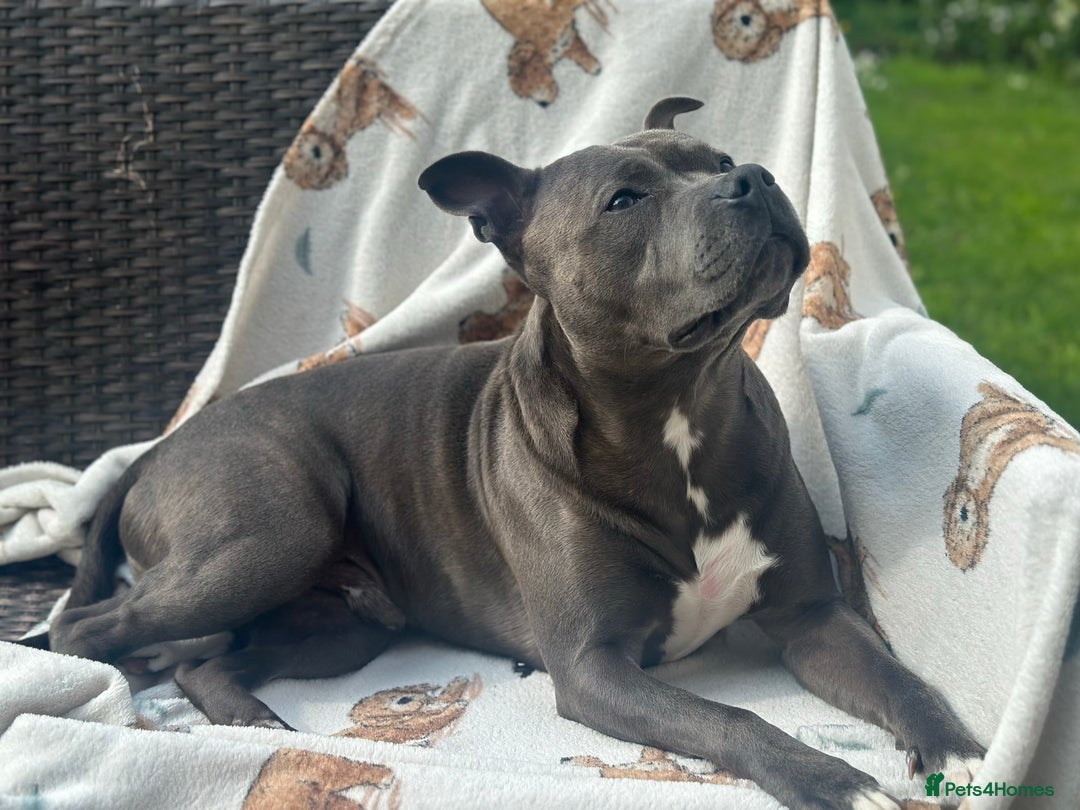Staffordshire Bull Terrier dogs for stud: Blue Staffordshire Bull Terrie Stud  - Advert 8
