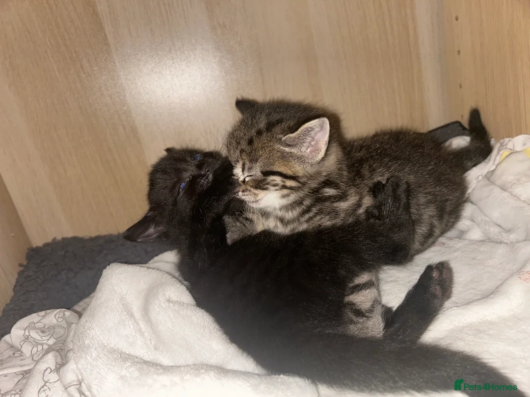 Mixed Breed cats for sale: Beautiful kittens  - Advert 16