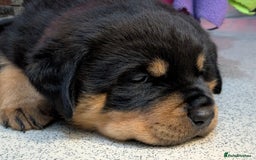 Rottweiler dogs for sale: Exclusive UK Rottweiler Puppy Champion Bloodlines - Image 24