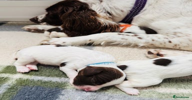 English Springer Spaniel dogs - Advert 2