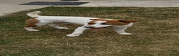 Jack Russell dogs for sale: 9 month old Jack Russell Dog for Sale  - Advert 6