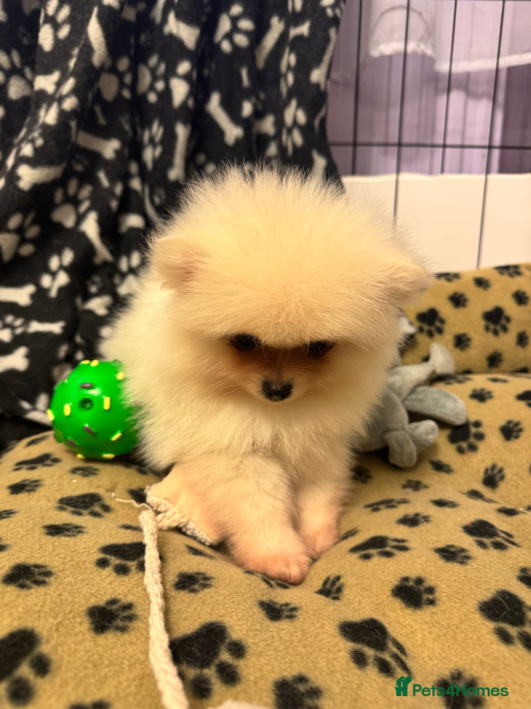 Pomeranian dogs for sale: ❤️Beautiful Pomeranian puppies❤️ - Advert 37