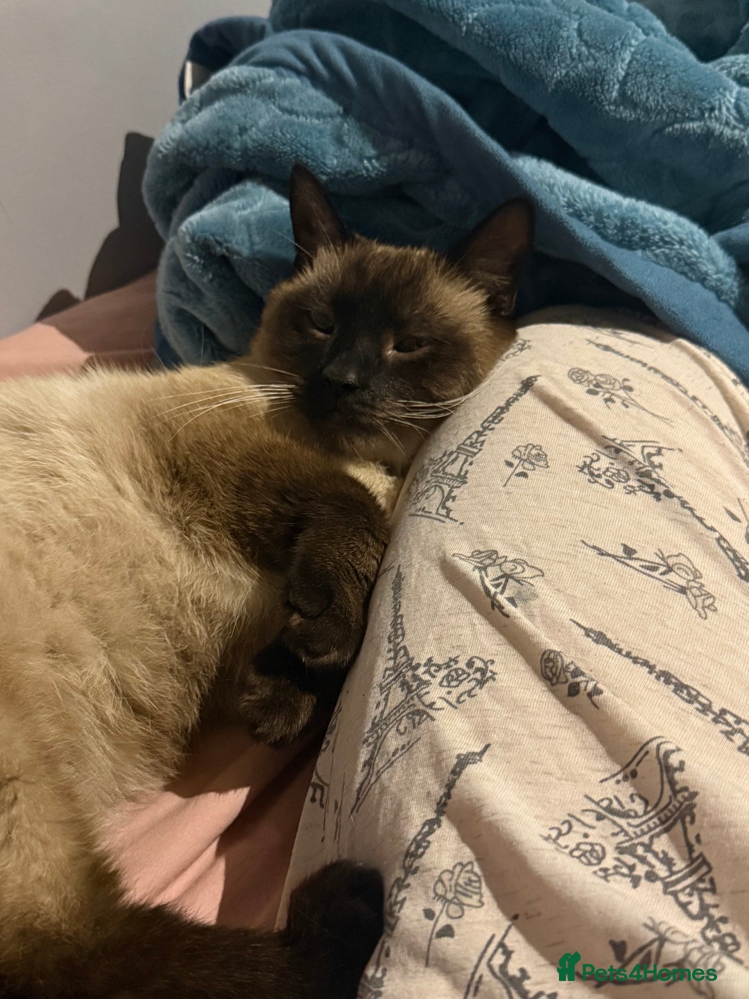 Siamese cats for sale: Moro, a boy  - Advert 2