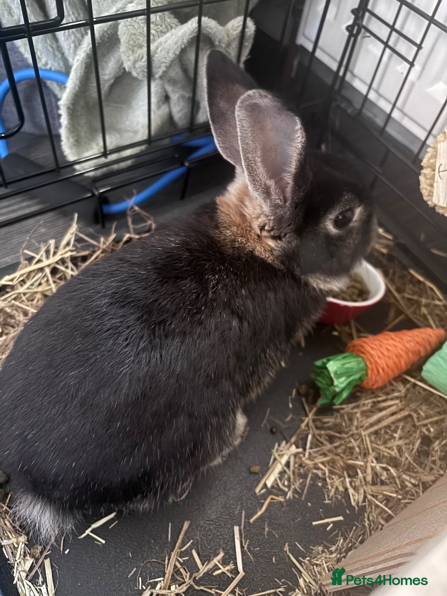 Dwarf Hotot rabbits Rabbits for sale  - Advert 1