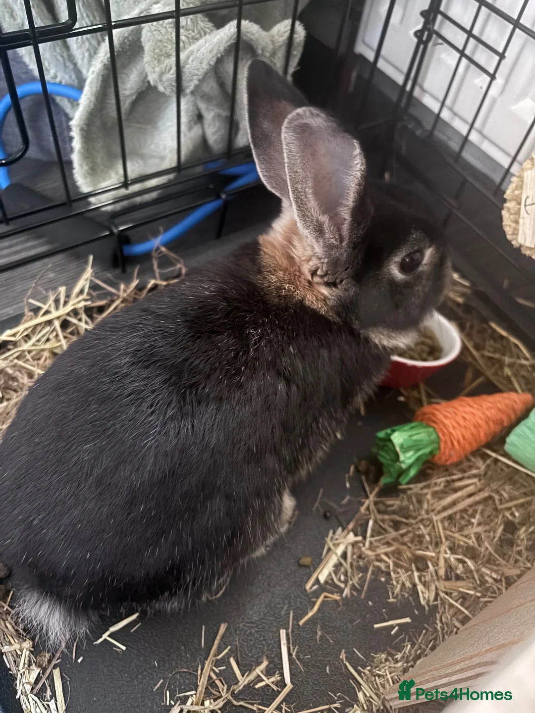 Dwarf Hotot rabbits for sale: Rabbits for sale  in Leighton Buzzard - Advert 1