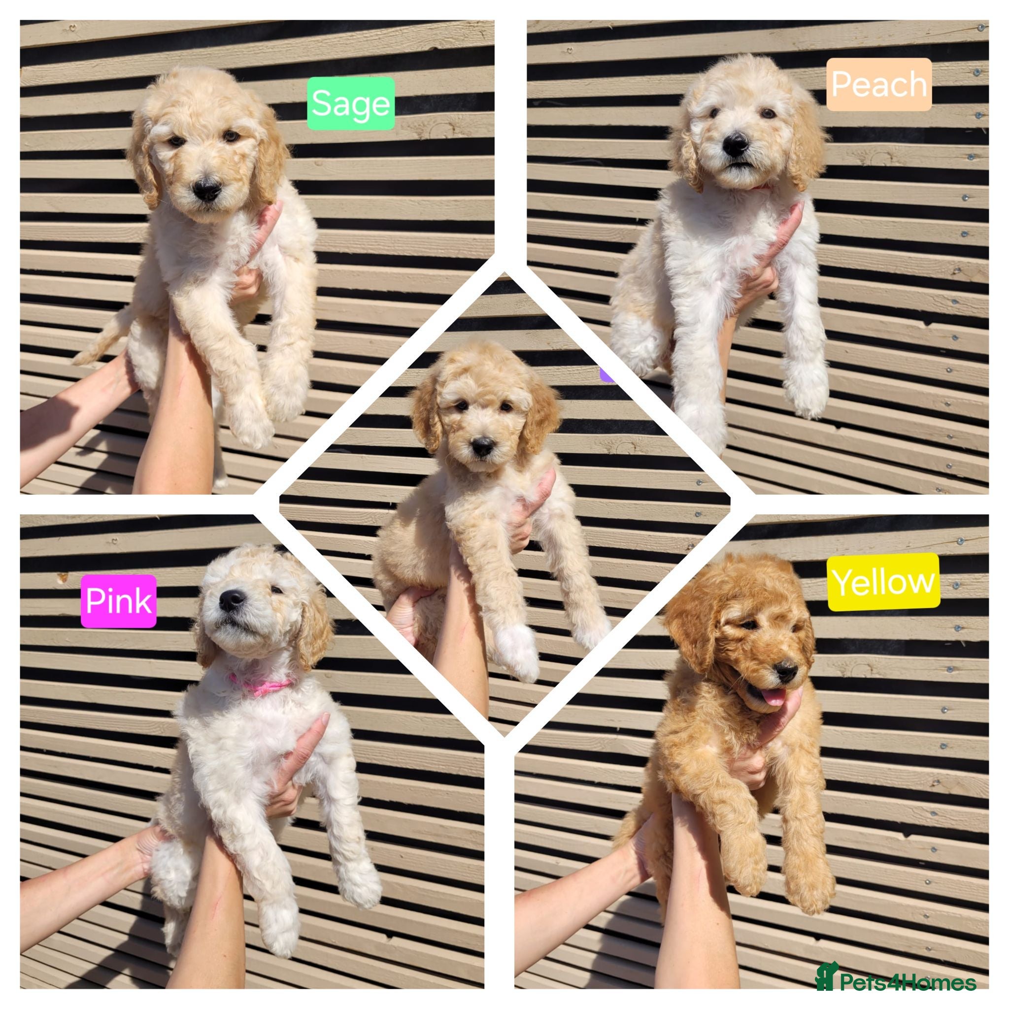 Labradoodle dogs Standard Multigeneration Labradoodle Backcross - Advert 17