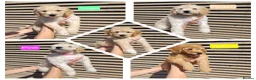 Labradoodle dogs for sale: Standard Multigeneration Labradoodle Backcross - Advert 10