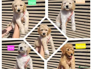 Labradoodle dogs Standard Multigeneration Labradoodle Backcross - Advert 17