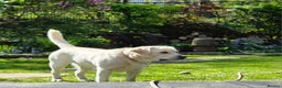Labrador Retriever dogs for stud: Stunning Labrador, Champion Lines, Discounted Fee in Huddersfield - Advert 4