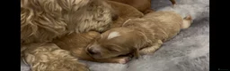 Cockapoo dogs for sale: Beautiful Cockapoo Apricot, Red 5⭐️ Health tested - Advert 9