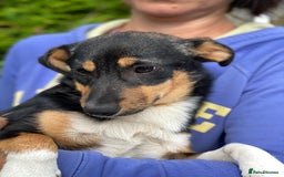 Mixed Breed dogs for adoption: 💖🐶 TINA 🐶💖 - Image 7