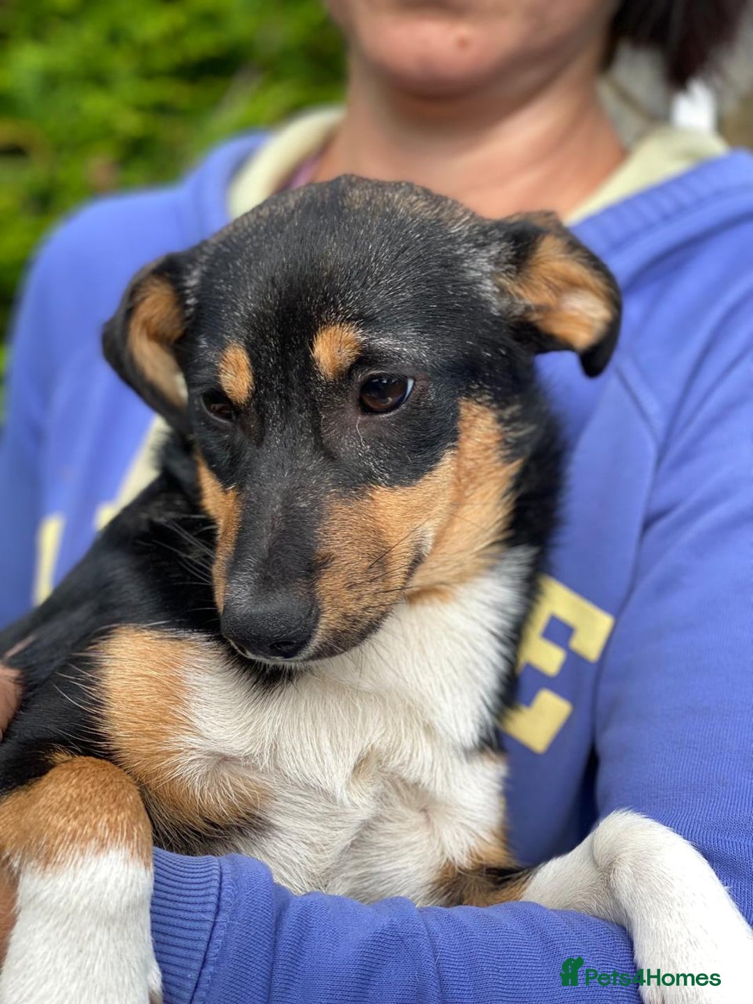 Mixed Breed dogs for adoption: 💖🐶 TINA 🐶💖 - Image 7