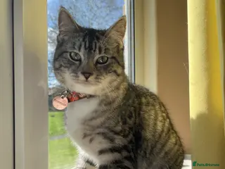 Ragdoll cats Beautiful Egyptian Mau x Ragdoll Kitten - Advert 1