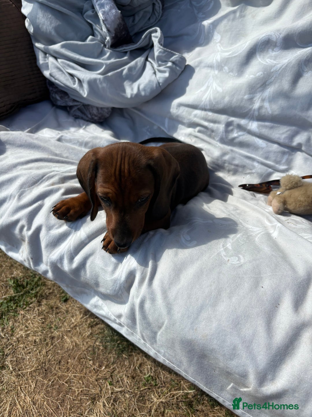 Dachshund dogs for sale: Dachshund puppies available for rehoming. - Image 12