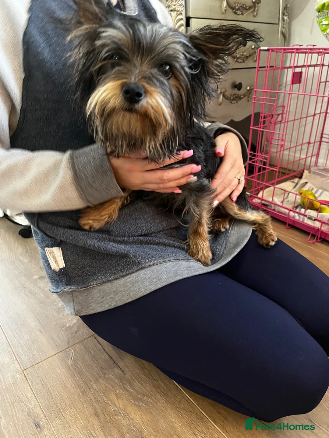 Yorkshire Terrier dogs for sale: Little Delilah - Advert 1
