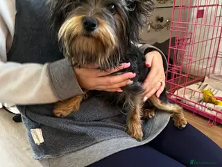 Yorkshire Terrier dogs Little Delilah - Advert 1