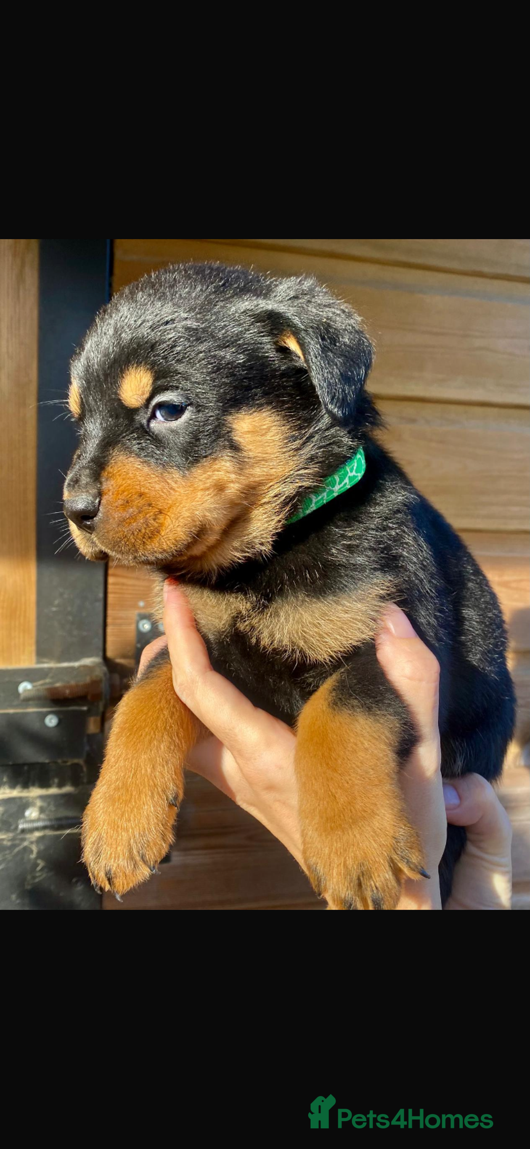 Rottweiler dogs for sale: Last girlBeautiful chunky Rottweiler puppies - Advert 12