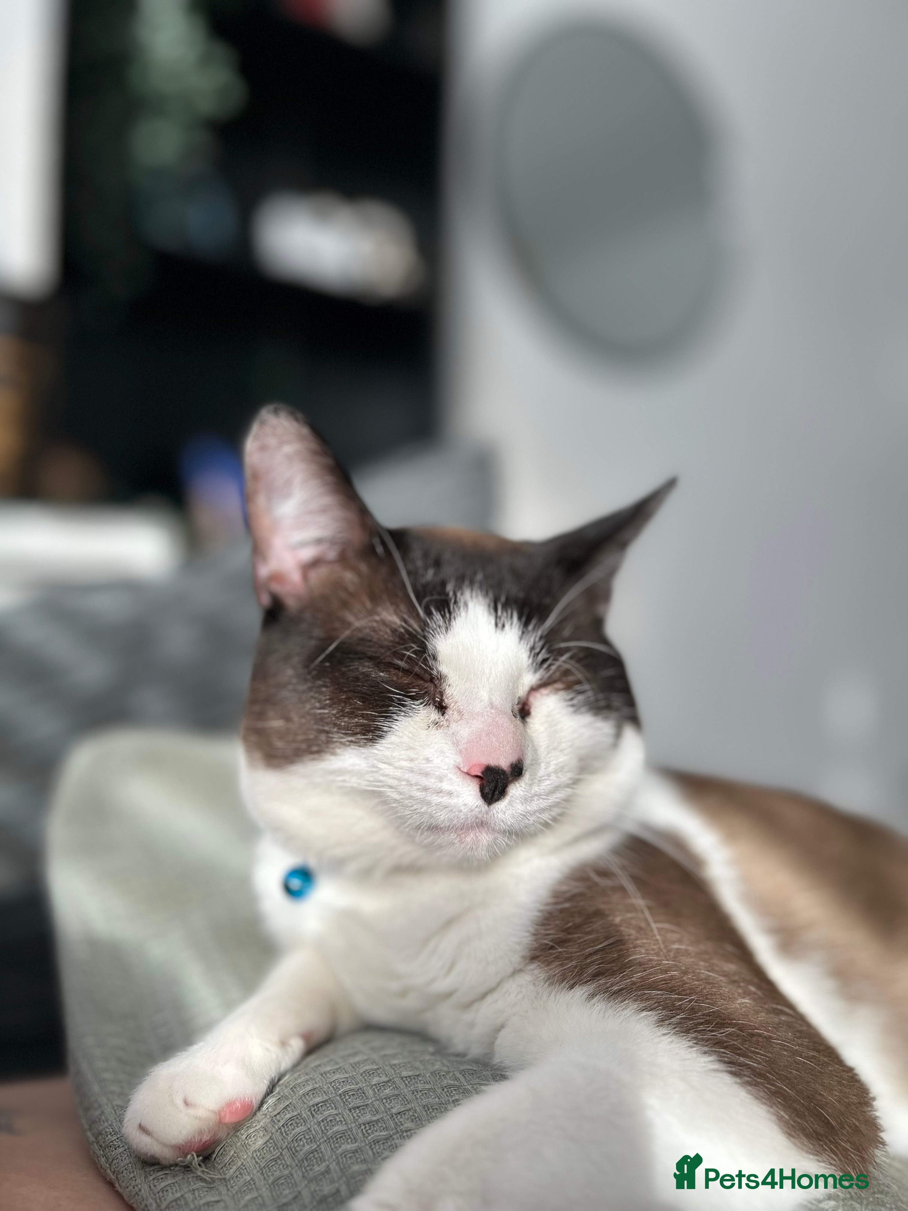 Snowshoe cats Male SnowShoe needs a forever home - Advert 5