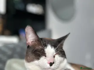 Snowshoe cats Male SnowShoe needs a forever home - Advert 5